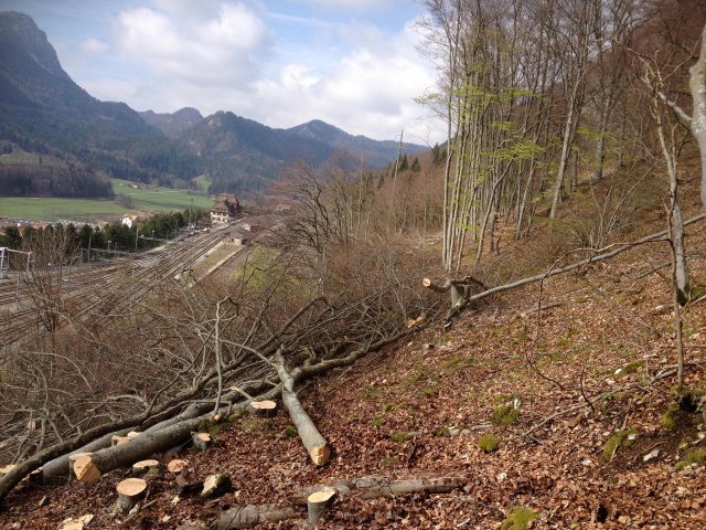 Travaux forestiers — photo 1