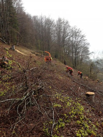 Travaux forestiers — photo 2