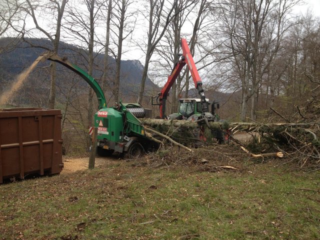 Travaux forestiers — photo 3