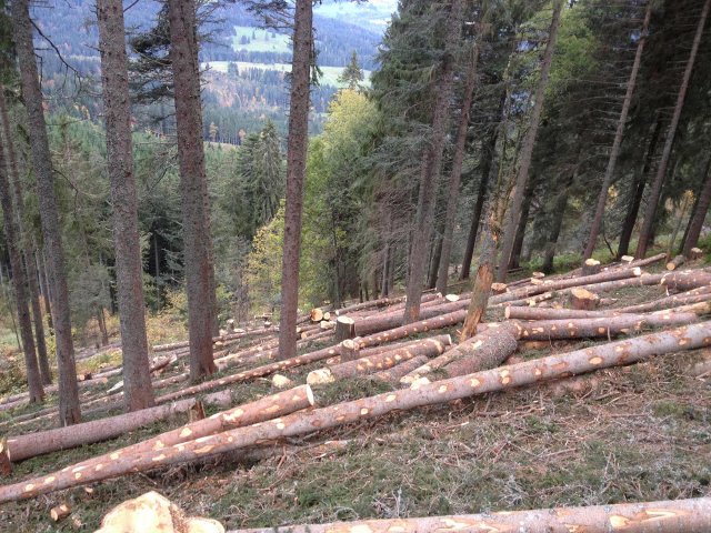 Travaux forestiers — photo 4