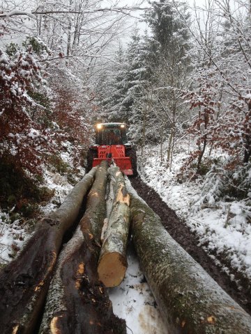 Travaux forestiers — photo 5