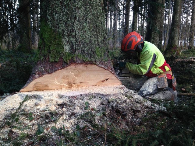 Travaux forestiers — photo 8