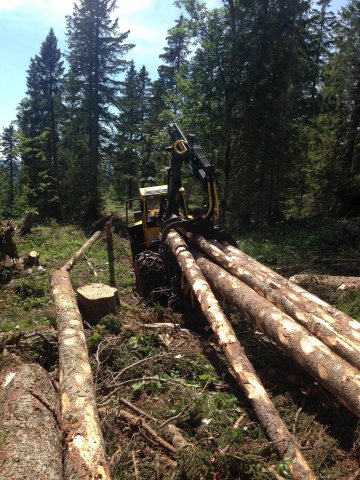 Travaux forestiers — photo 12