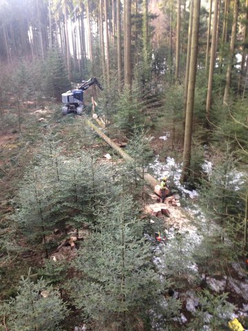 Travaux forestiers — photo 16