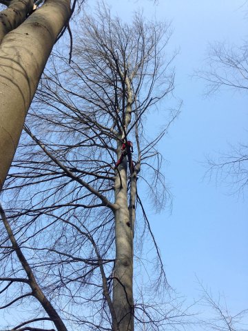 Travaux forestiers — photo 17