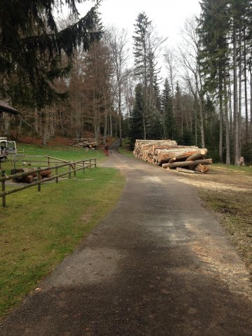 Travaux forestiers — photo 19