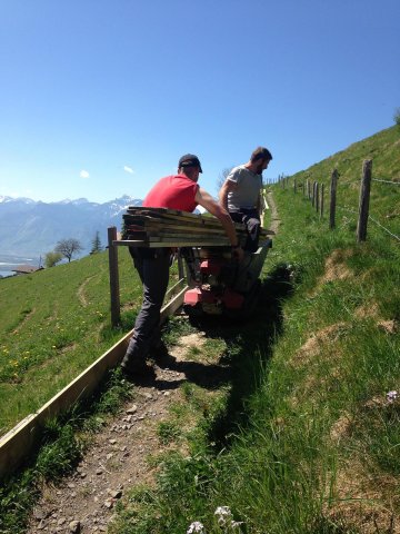 Travaux forestiers — photo 20
