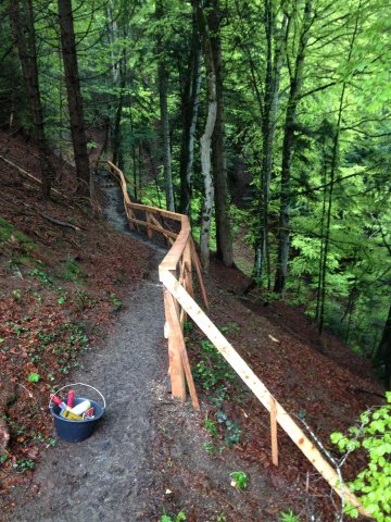 Travaux forestiers — photo 21