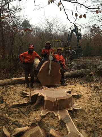 Travaux forestiers — photo 26