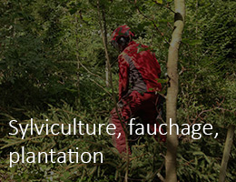 Sylviculture